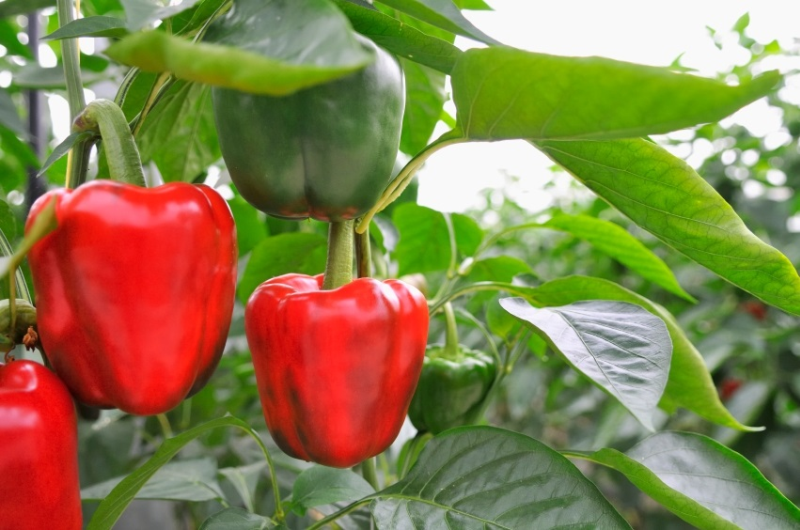Eliktori - zdrava paprika - Phylgreen