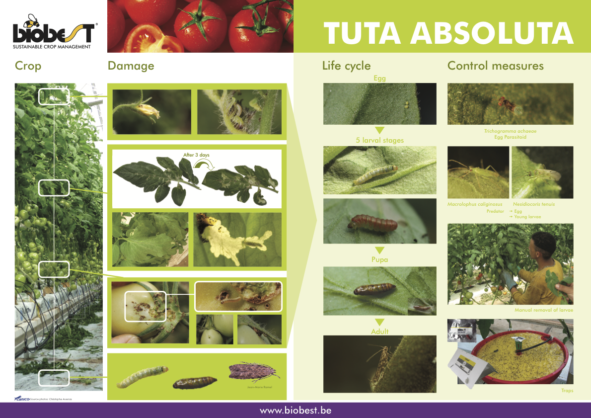 Južnoamerički moljac rajčice (Tuta absoluta)