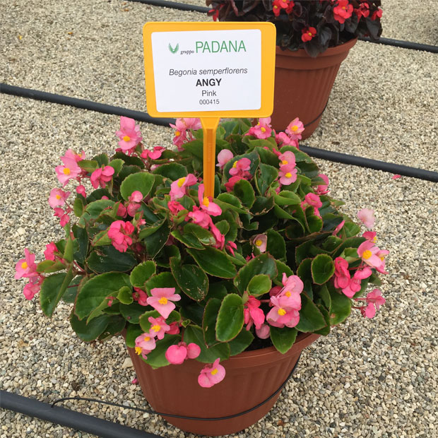 Begonia angy