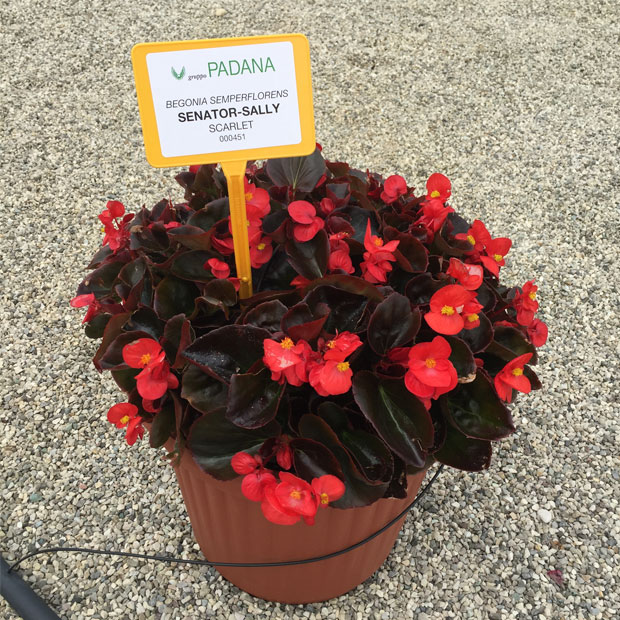 Begonia Sally