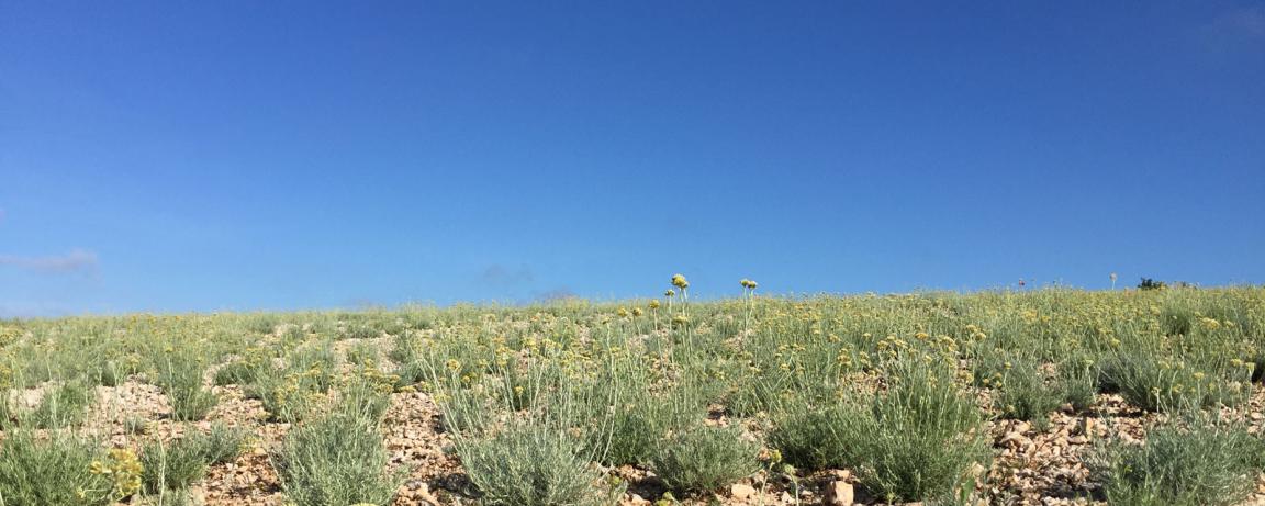 Preporuka gnojidbe smilja ( Helicrysum italicum )