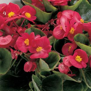 Begonia semperflorens