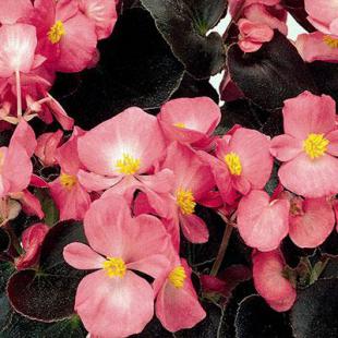 Sjeme Begonia semperflorens Senator pink 1000 z PIL