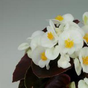 Sjeme Begonia semperflorens Senator white 1000 z PIL
