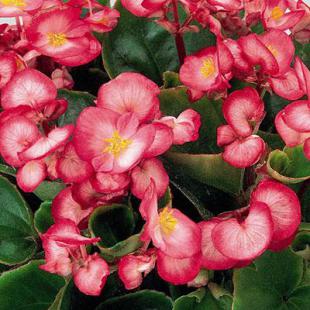 Sjeme Begonia semperflorens Ambassador rose blush 1000 z PIL