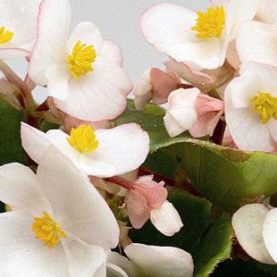 Sjeme Begonia semperflorens Ambassador bicolor 1000 z PIL