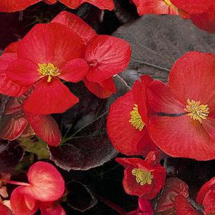 Sjeme Begonia semperflorens Senator scarlet 1000 z PIL