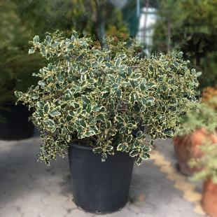 Ilex aquifolium Argenteomarginata (Božikovina)
