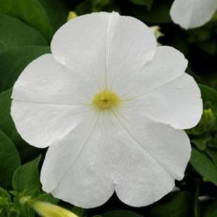 Petunija Lo Rider® White Petunia 1000z pill