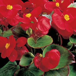 Sjeme Begonia semperflorens Ambassador scarlet 1000 z PIL