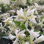 Trachelospermum jasminoides: 
