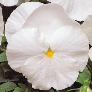 Sjeme maćuhice - Viola Matrix white  1000z