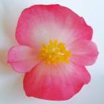 Begonija Angy: Rose bicolor