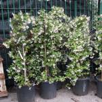 Trachelospermum jasminoides: Trachelospermum jasminoides