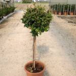 Trachelospermum jasminoides: Trachelospermum jasminoides