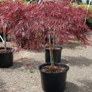 Acer palmatum dissectum Tukeyama