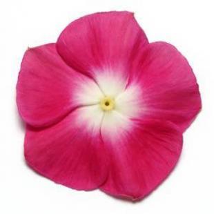 Vinca Pacifica XP Burgundy Halo 1000z