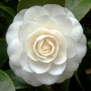 Camellia japonica Perfection white