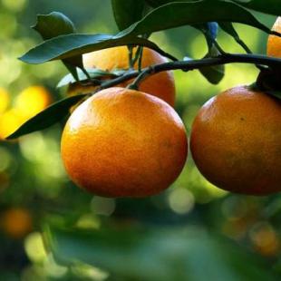 Sadnica mandarine Chahara