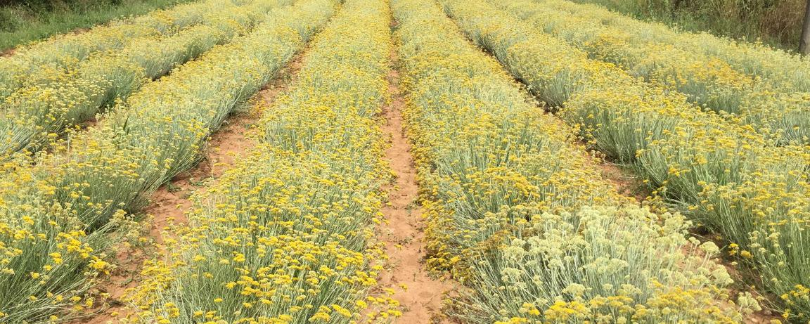 Smilje (Helichrysum italicum)