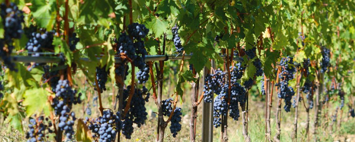 Navodnjavanje vinograda